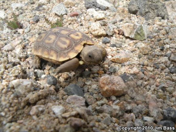 Desert Tortoise (Gopherus agassizii)