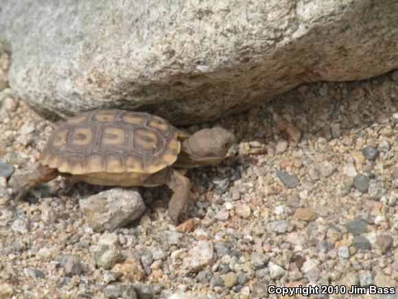 Desert Tortoise (Gopherus agassizii)