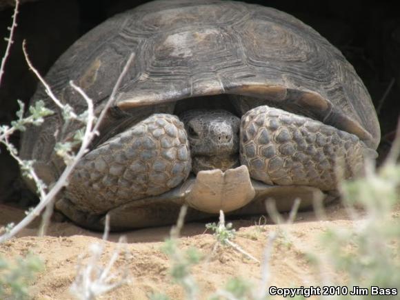 Desert Tortoise (Gopherus agassizii)