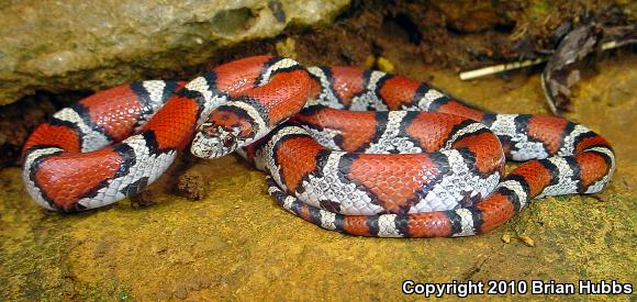 Red Milksnake (Lampropeltis triangulum syspila)