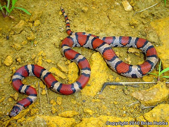 Red Milksnake (Lampropeltis triangulum syspila)