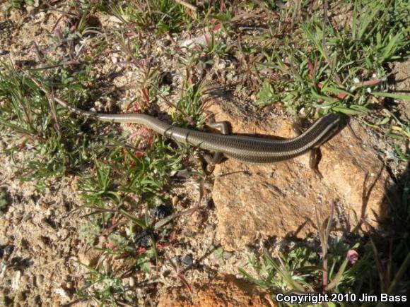 Western Redtail Skink (Plestiodon gilberti rubricaudatus)