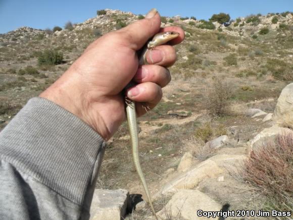 Western Redtail Skink (Plestiodon gilberti rubricaudatus)