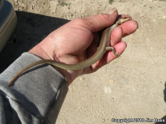 Western Redtail Skink (Plestiodon gilberti rubricaudatus)