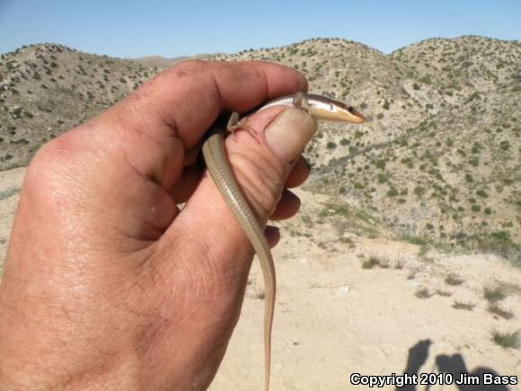 Western Redtail Skink (Plestiodon gilberti rubricaudatus)