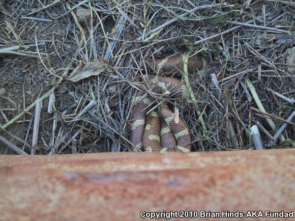 California Kingsnake (Lampropeltis getula californiae)