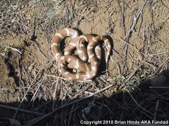 California Kingsnake (Lampropeltis getula californiae)