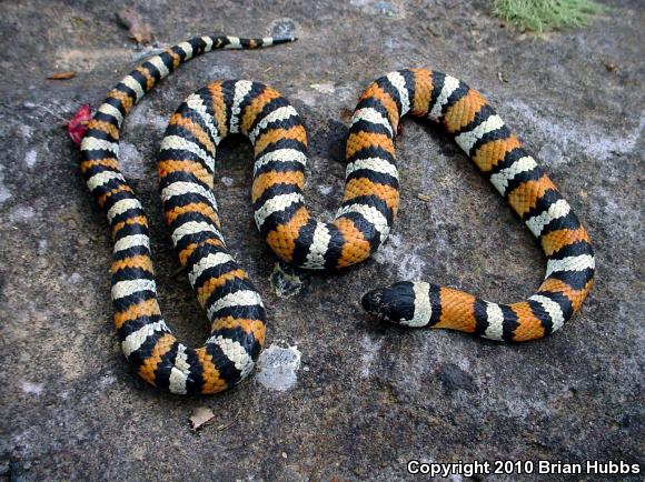 New Mexico Milksnake (Lampropeltis triangulum celaenops)