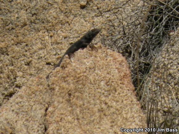 Great Basin Fence Lizard (Sceloporus occidentalis longipes)