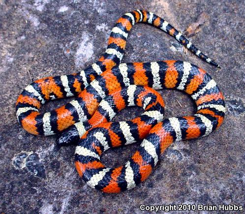 New Mexico Milksnake (Lampropeltis triangulum celaenops)