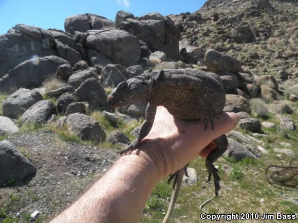 Common Chuckwalla (Sauromalus ater)