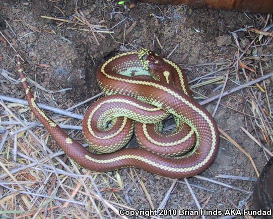 California Kingsnake (Lampropeltis getula californiae)