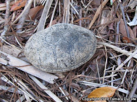 Florida Mud Turtle (Kinosternon subrubrum steindachneri)