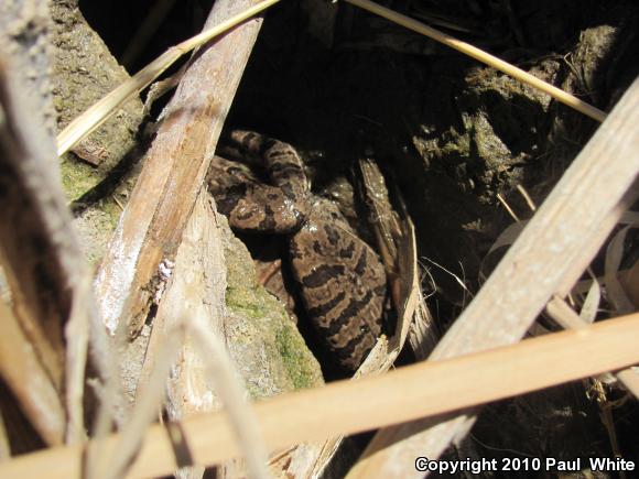 Plains Leopard Frog (Lithobates blairi)