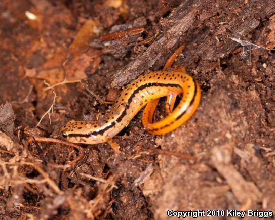 Blue Ridge Two-lined Salamander (Eurycea wilderae)