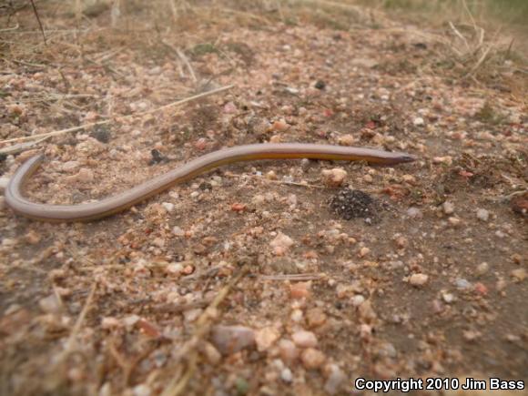 California Legless Lizard (Anniella pulchra)