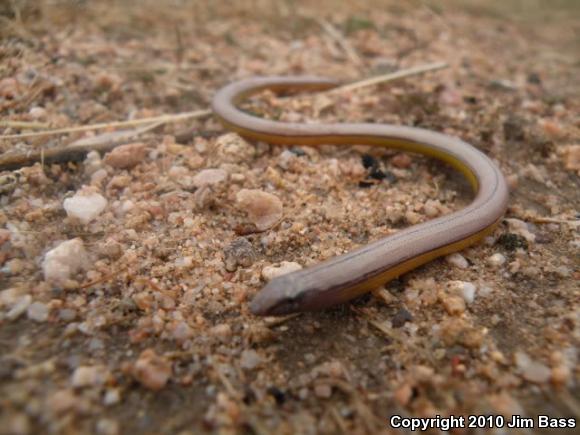 California Legless Lizard (Anniella pulchra)