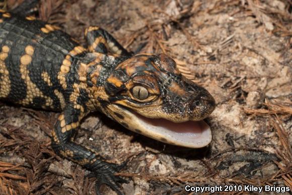 American Alligator (Alligator mississippiensis)