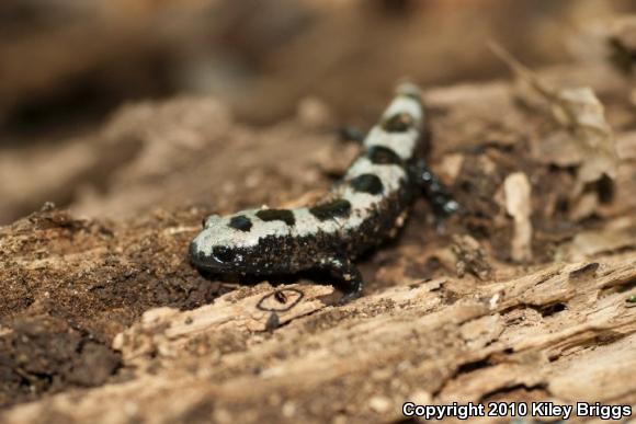 Marbled Salamander (Ambystoma opacum)