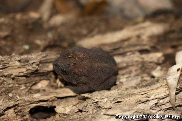 Southern Toad (Anaxyrus terrestris)