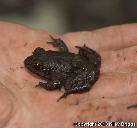 River Frog (Lithobates heckscheri)