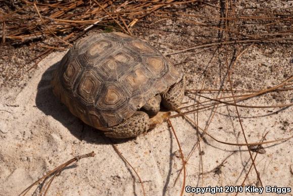 Gopher Tortoise (Gopherus polyphemus)