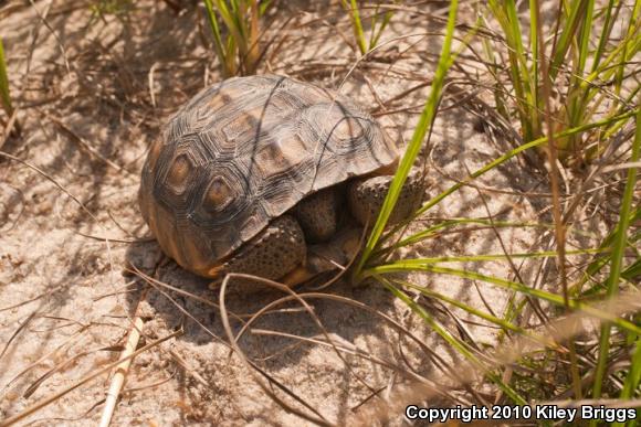 Gopher Tortoise (Gopherus polyphemus)