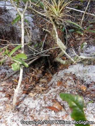 Eastern Diamond-backed Rattlesnake (Crotalus adamanteus)