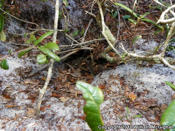 Eastern Diamond-backed Rattlesnake (Crotalus adamanteus)