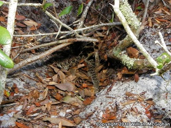 Eastern Diamond-backed Rattlesnake (Crotalus adamanteus)