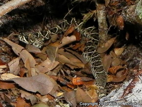 Eastern Diamond-backed Rattlesnake (Crotalus adamanteus)