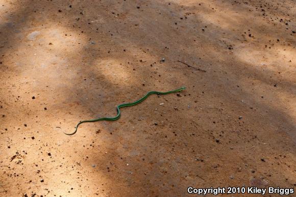 Northern Rough Greensnake (Opheodrys aestivus aestivus)