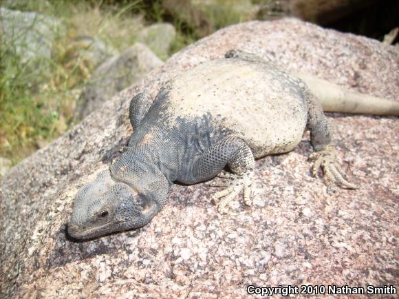 Common Chuckwalla (Sauromalus ater)