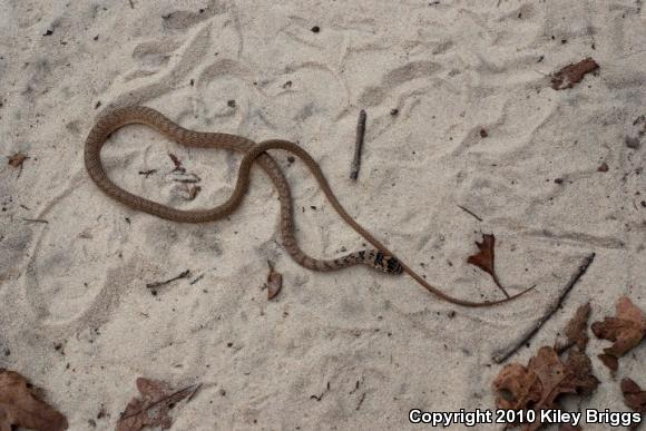 Eastern Coachwhip (Coluber flagellum flagellum)