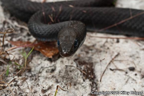 Southern Black Racer (Coluber constrictor priapus)