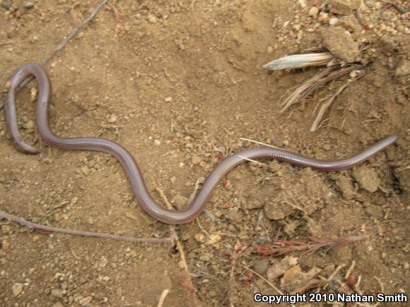 SouthWestern Threadsnake (Leptotyphlops humilis humilis)