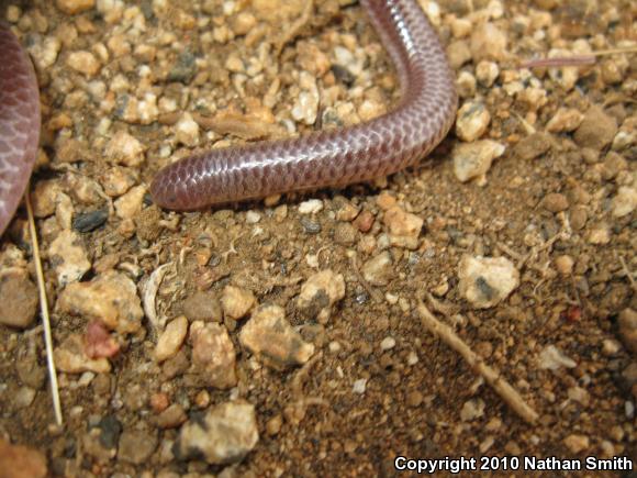 SouthWestern Threadsnake (Leptotyphlops humilis humilis)