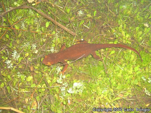 Coast Range Newt (Taricha torosa torosa)