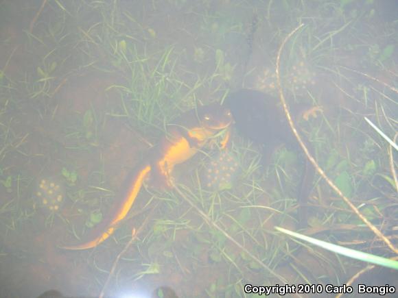 Coast Range Newt (Taricha torosa torosa)