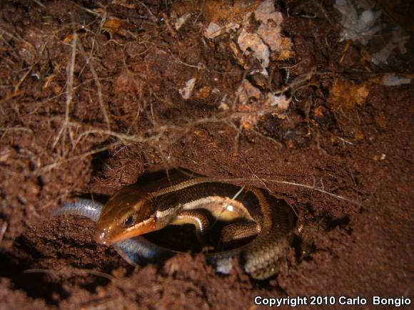 Western Skink (Plestiodon skiltonianus skiltonianus)