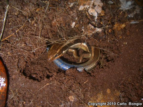 Western Skink (Plestiodon skiltonianus skiltonianus)