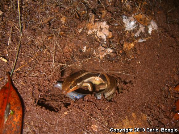 Western Skink (Plestiodon skiltonianus skiltonianus)