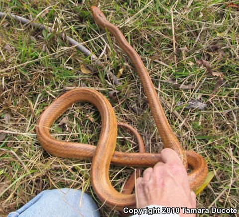 Everglades Ratsnake (Pantherophis obsoletus rossalleni)