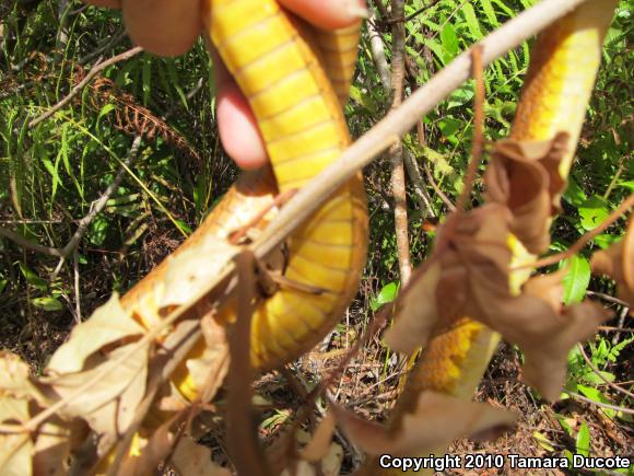 Everglades Ratsnake (Pantherophis obsoletus rossalleni)