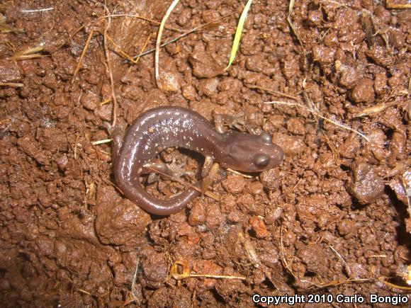 Arboreal Salamander (Aneides lugubris)