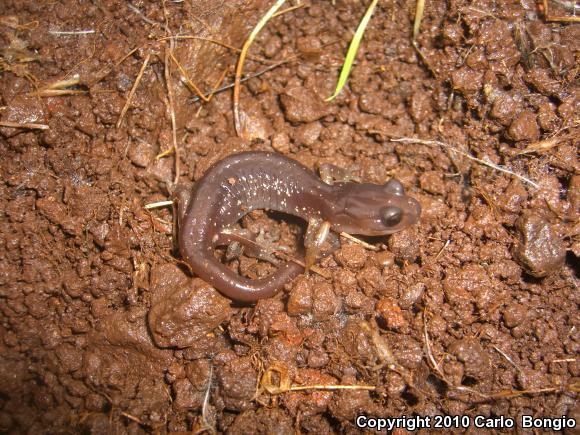 Arboreal Salamander (Aneides lugubris)