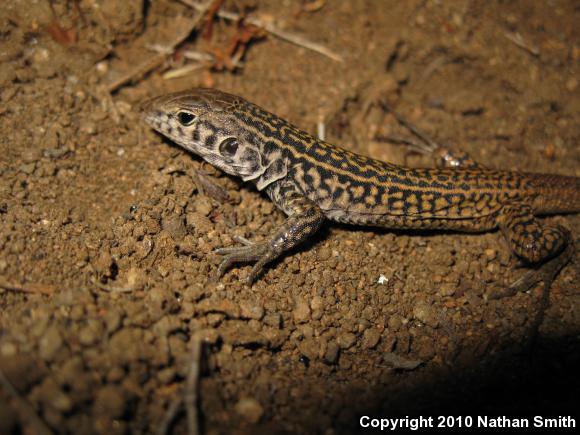 Coastal Whiptail (Aspidoscelis tigris stejnegeri)