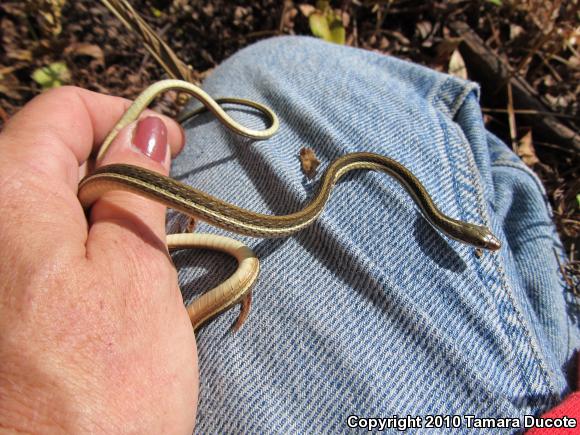 Peninsula Ribbonsnake (Thamnophis sauritus sackenii)