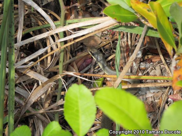 Everglades Racer (Coluber constrictor paludicola)