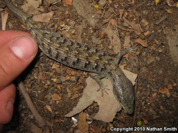 San Diego Alligator Lizard (Elgaria multicarinata webbii)